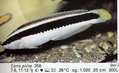 Coris picta